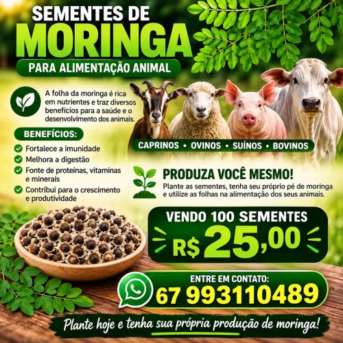 Sementes de moringa oleifera 