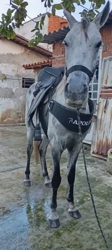sela de cavalo a venda