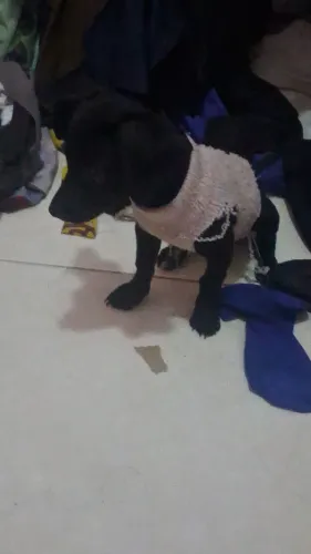 Vendo cachorrinha pinscher misturado com chiuaua preta nivel 1 R$300 reais 