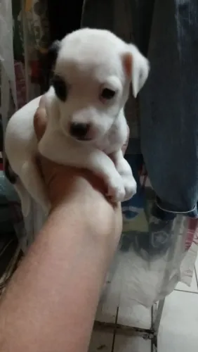 Vendo filhote pinscher fêmea padrao1 36 dias