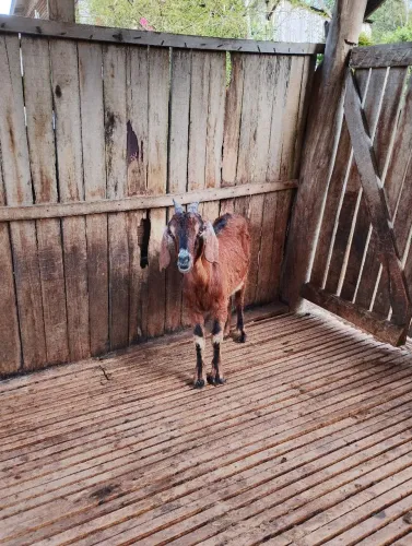 Cabras