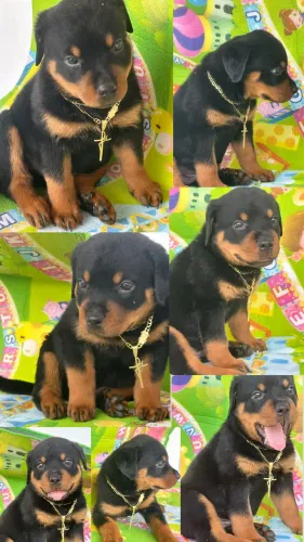 Rottweiler cabeça de Touro com pedigree