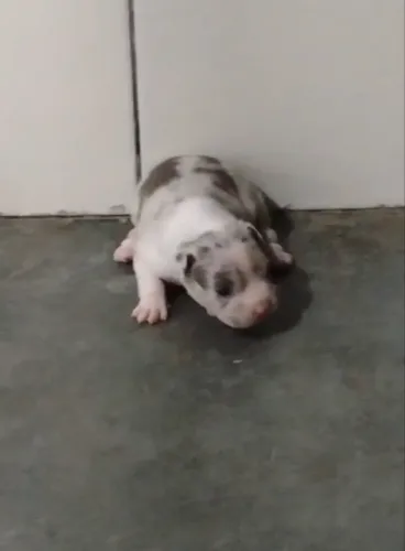 American Bully Pocket