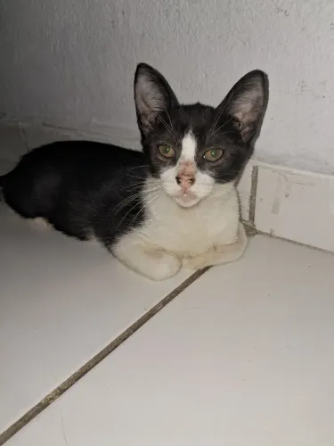 Pra adoção