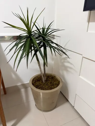 Planta artificial com vaso e prato