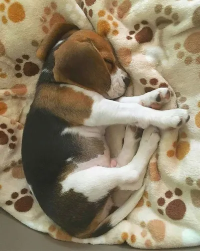Beagle Esse filhote tem um jeito único de conquistar