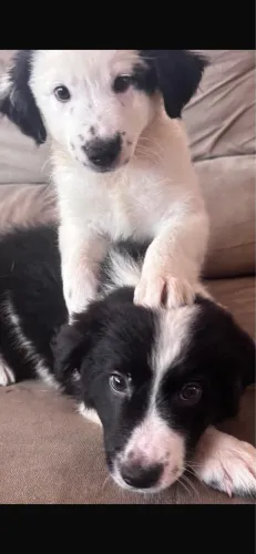Cachorro Border Collie filhotes