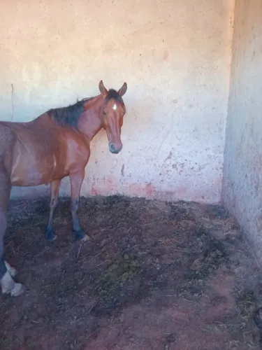 Venda de animal