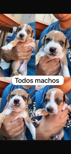 Doação de filhotes mestiço de pit bull