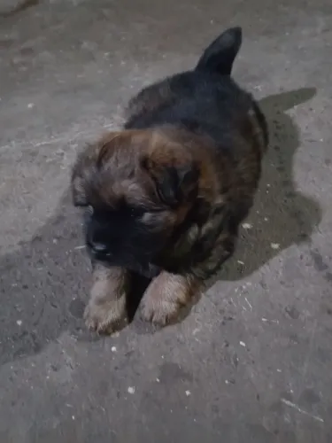 Vendo 