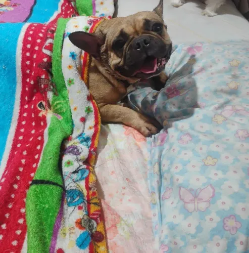 Bulldog francês fêmea 