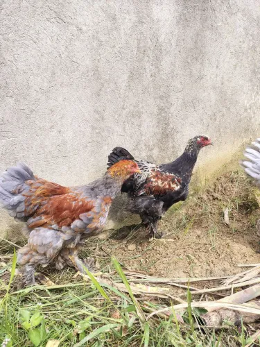 Frangos da raça Brahma legítimos ótima genética