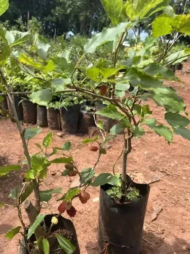 Mudas de Amoreira com frutos 