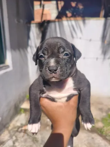 Filhotes de American Bully 