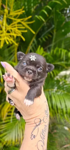 Chihuahua Femea lindissima