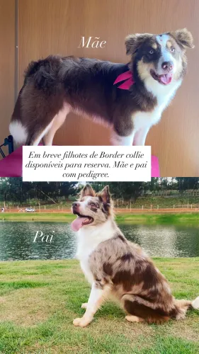 Filhotes de Border collie disponíveis 