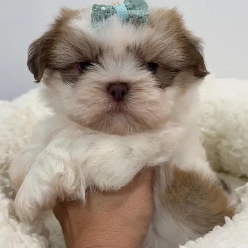 Shih Tzu menina super dócil, carinhosa e muito estilosa com essa trufa marrom!