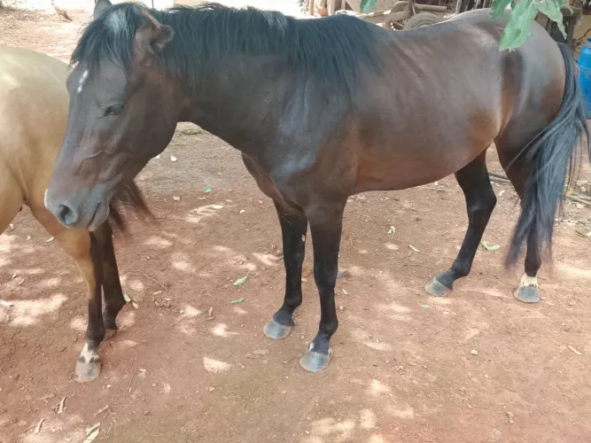 Vende-se cavalo mangalarga Machador, vendo ou troco em algo do meu interesse.