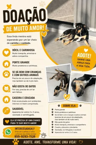 Cadela para adoção 