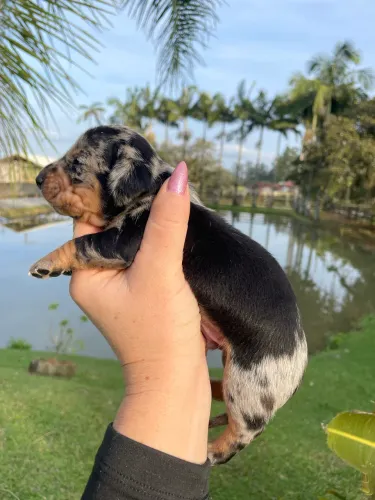3 Lindos filhotes meninos dachshund para venda
