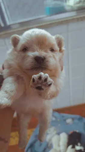 Lulu da pomerania anão 
