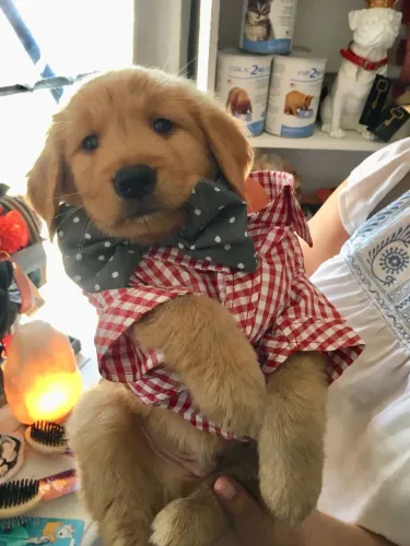 Golden retriever filhote disponível 