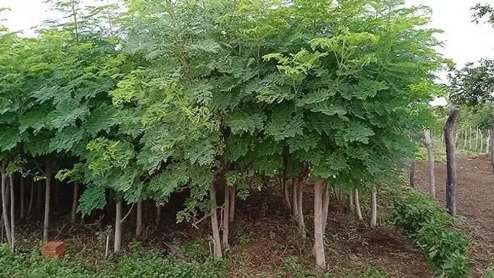 Muda e Sementes de Moringa