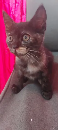 Gatinho mesclado para adoção