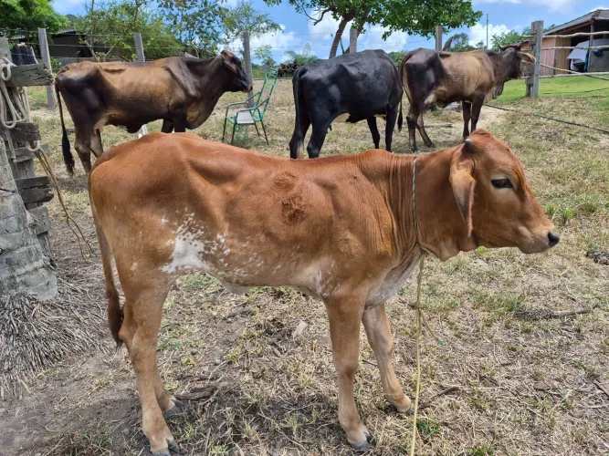 VENDO 3 VACAS LEITEIRAS COM BEZERRO NO PE