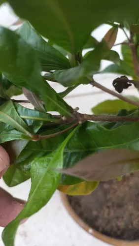 Muda de Fruta do milagre florindo para dar os frutos. 