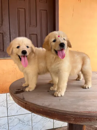 Filhotes de Golden Retriever