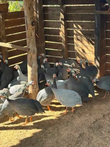 Galinhas de Angola 