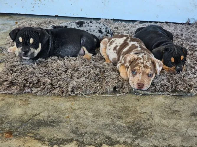 Filhotes de American bully poket disponível com 2 meses 