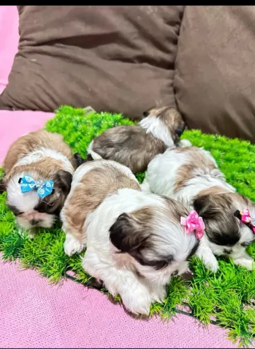 Lhasa apso lindas fêmeas 