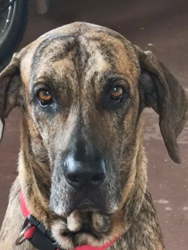 Cadela fila brasileira