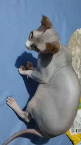 Gata sphynx femea