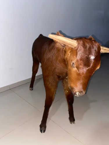 vaca parada