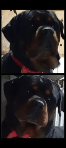 Cachorro