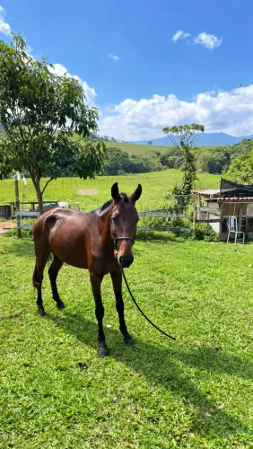 Cavalo