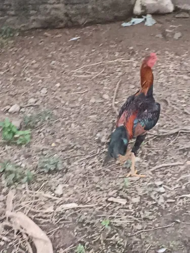 Galo índio puro 