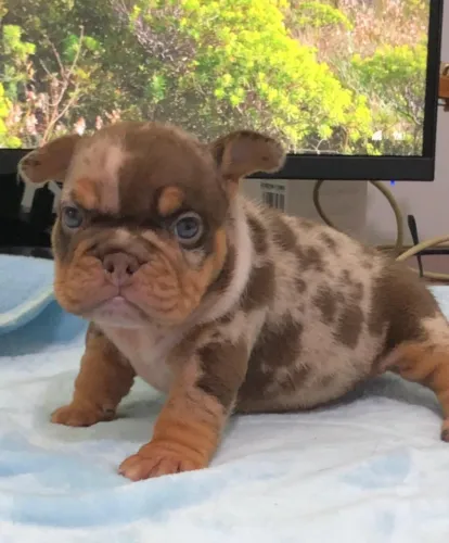 AMERICAN BULLY - MACHOS E FÊMEAS DISPONÍVEIS