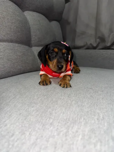 BELA DACHSHUND BLACK AND TAN