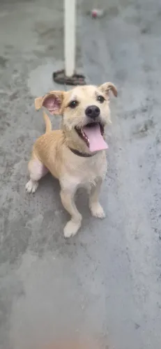 Doa se esse cachorro. Já é castrado e vacinado.