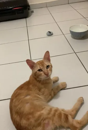 Gatinho muitoo dócil para adoção 