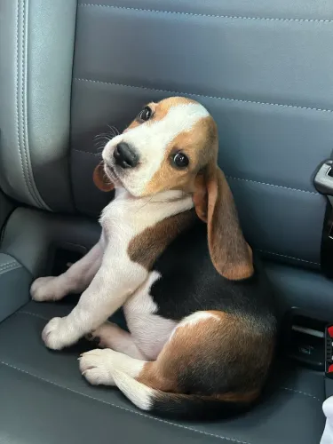 Beagle Filhote