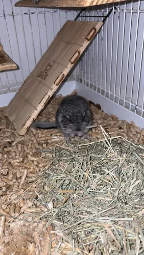 Chinchila