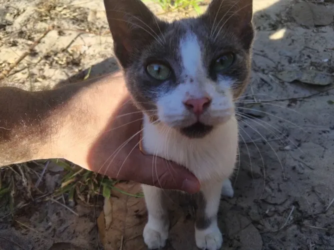 Gatinha linda e danada para adoção responsável 