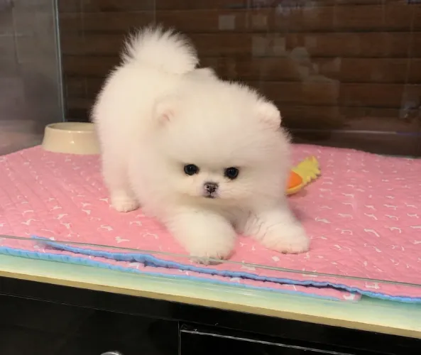 Lulu fêmea