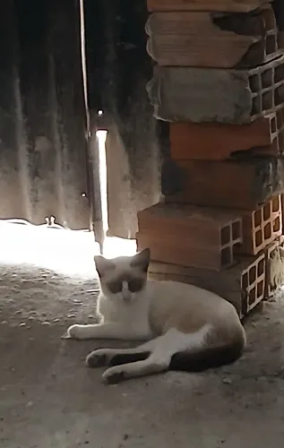 Tenho gatos e gatas pra doação