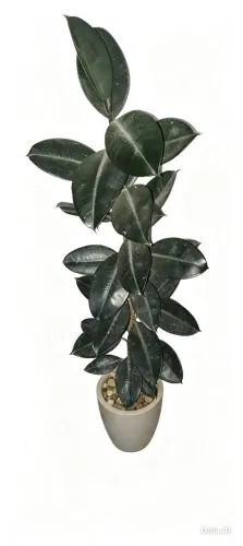 Ficus